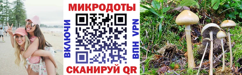Галлюциногенные грибы Psilocybine cubensis Тбилисская
